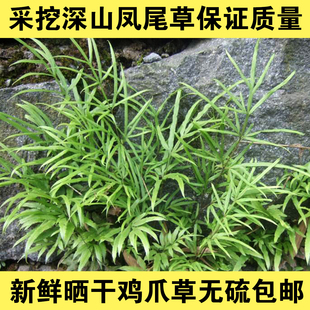 中药材大山凤尾草鸡爪草鸡脚草新鲜晒干凤凰草井栏草凤尾蕨五指草