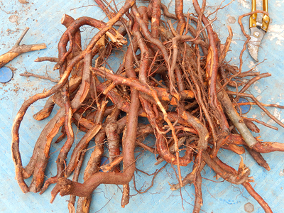 山楂根南山楂山里红根酸果毛楂根