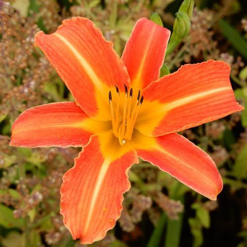 2026年黄花菜苗食用金针菜苗包活黄花菜根苗庭院忘忧草苗蔬菜盆栽