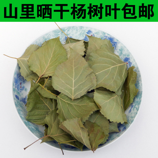 今年新货杨树叶500克白杨树叶 新鲜晒干的1斤包邮大叶干杨树叶子