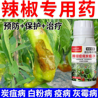 辣椒专用药辣椒炭疽病疫病疮痂病枯萎病青枯病烂果药斑点病专治