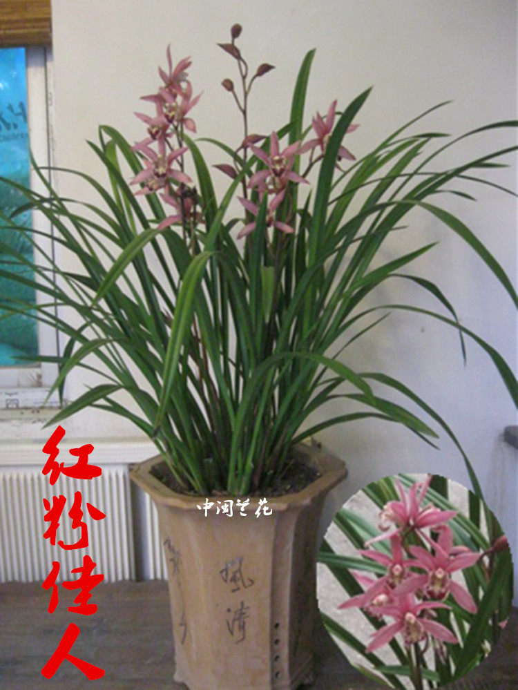 兰花苗红粉佳人建兰四季兰浓香绿植盆栽卧办公室客厅花卉室内窗台