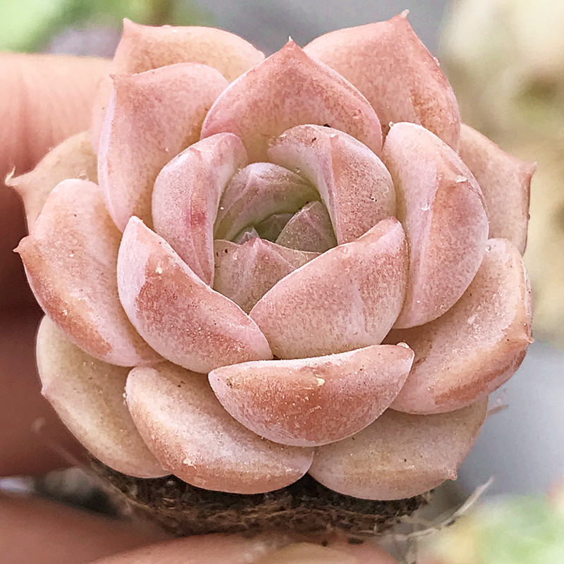 海梦 海琳娜杂梦露 多肉植物 肉肉植物 室内阳台花卉盆栽 陌上花