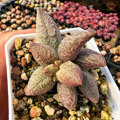 融化纹冰激凌水泡 多肉植物肉肉植物室内阳台绿植盆栽花卉 陌上花