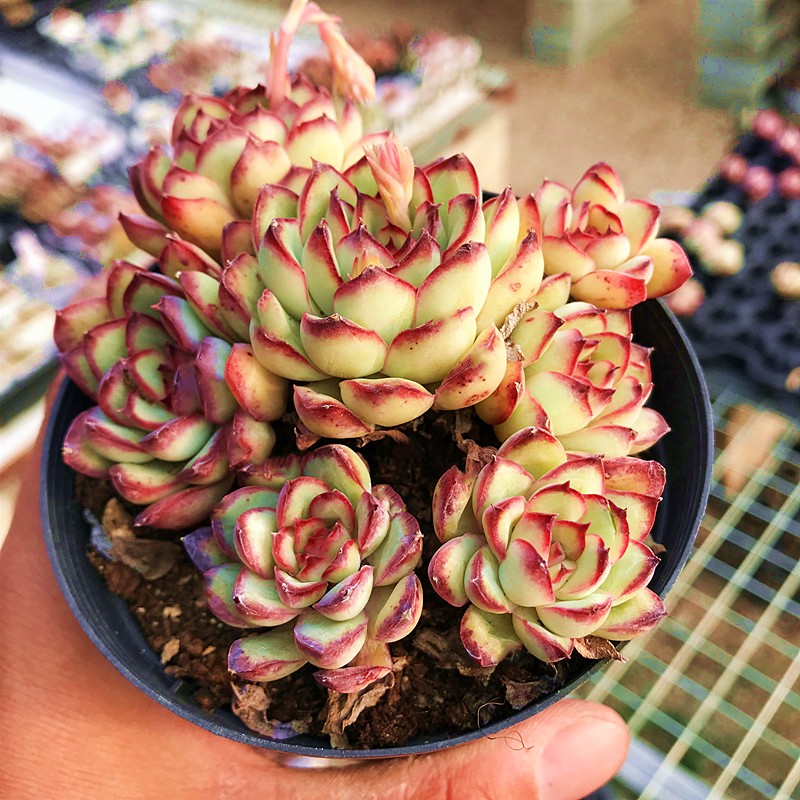 红边灵影 多肉植物 肉肉植物 萌肉肉组合盆栽 室内花卉 陌上花