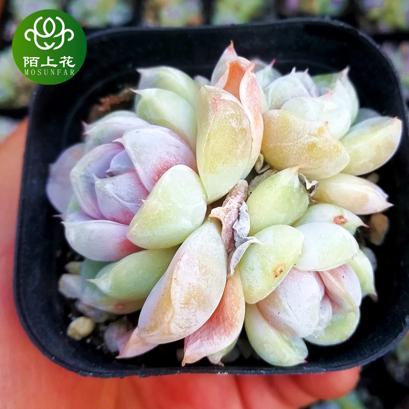 雪兔群生 多肉植物 肉肉植物 萌肉肉组合盆栽 室内花卉 陌上花