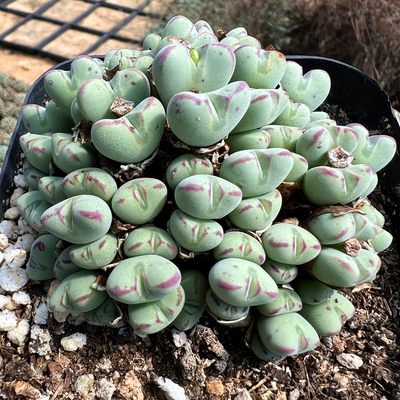 口笛群生带盆陌上花多肉植物