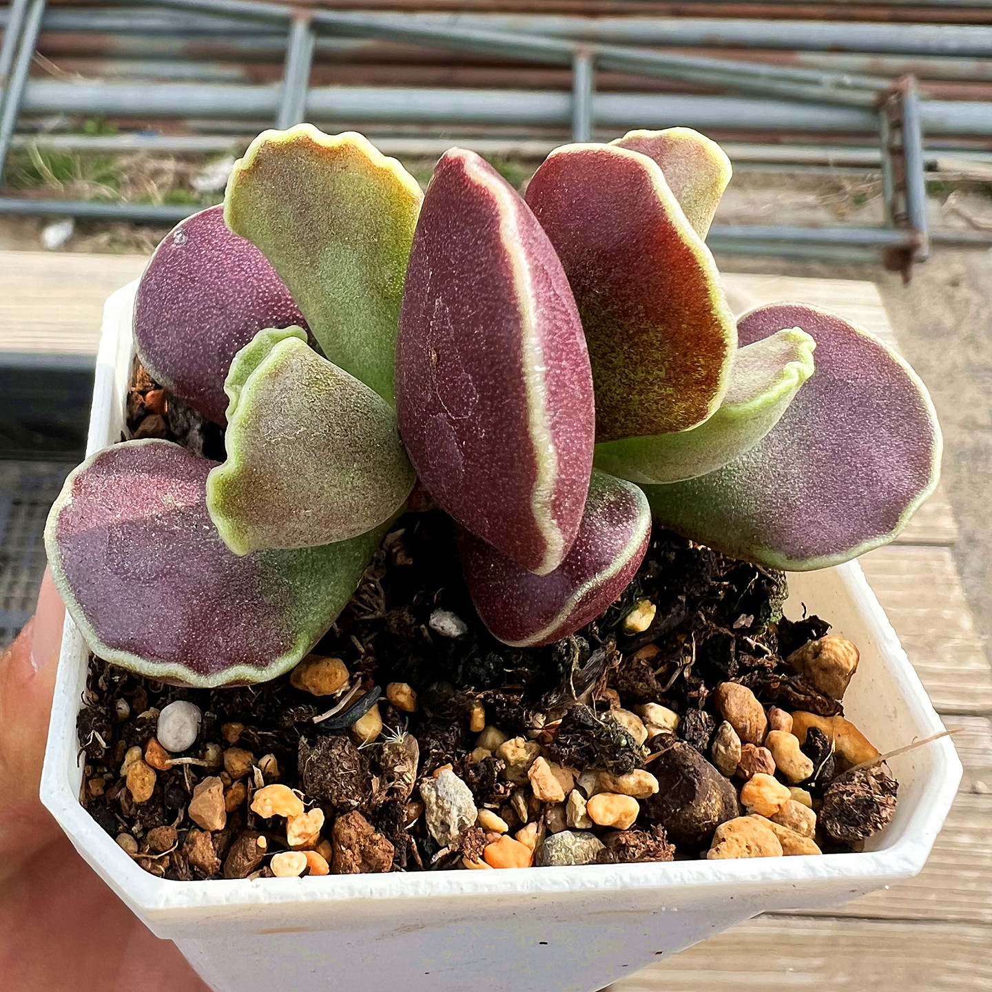 全紫库伯水泡 多肉植物 肉肉植物 室内阳台绿植盆栽花卉 陌上花