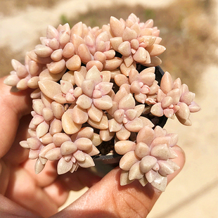 室内花卉 姬秋丽群生 萌肉肉组合盆栽 肉肉植物 陌上花 多肉植物