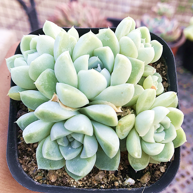 多肉植物陌上花厚叶月影