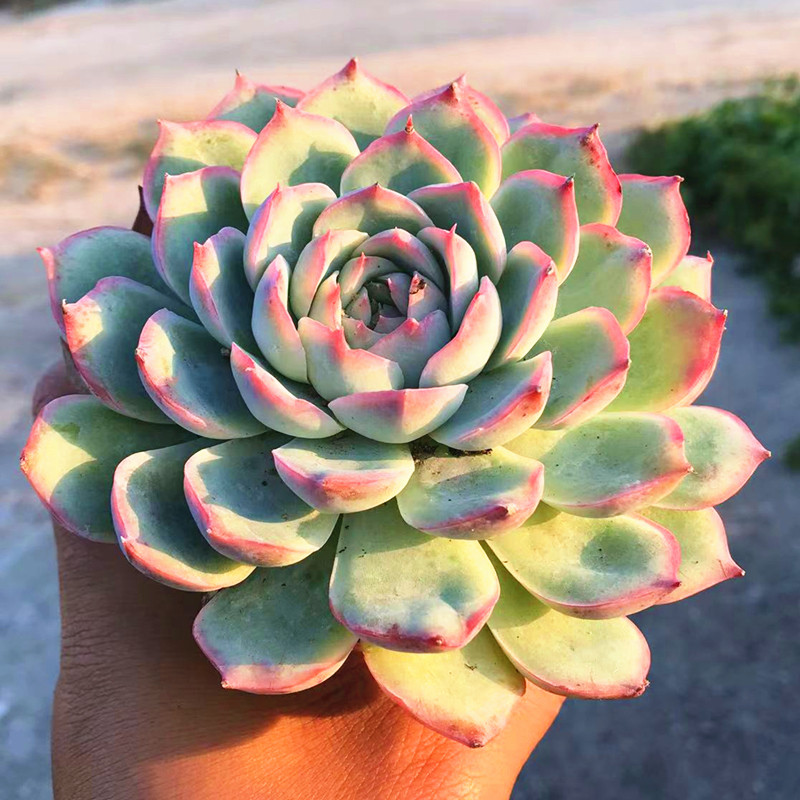 侧影大单头 多肉植物 肉肉植物 萌肉肉组合阳台盆栽花卉 陌上花,鲜花速递/花卉仿真/绿植园艺,多肉植物,淘宝优惠券,粉丝福利购,淘宝优惠卷