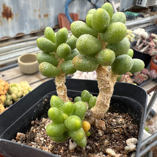 绿龟之卵老桩 多肉植物 肉肉植物 室内阳台绿植盆栽花卉 陌上花