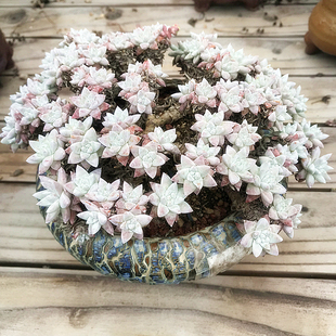 室内花卉 白菊仙女杯 萌肉肉组合盆栽 肉肉植物 陌上花 多肉植物