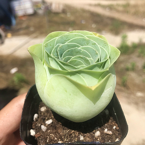 陌上花酒杯山地玫瑰多肉植物