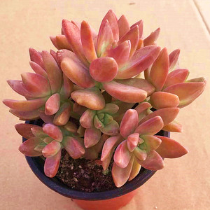 铭月多肉价格 铭月多肉图片 星期三