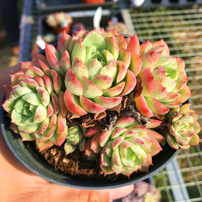 酸橙辣椒大群生 多肉植物 肉肉植物萌肉肉组合盆栽室内花卉陌上花
