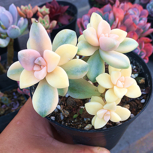 萌肉肉美杏锦群生陌上花多肉植物