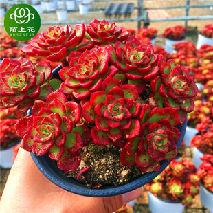 萌肉肉组合盆栽 火焰蒂亚 新手多肉 多肉植物 陌上花 群生老桩