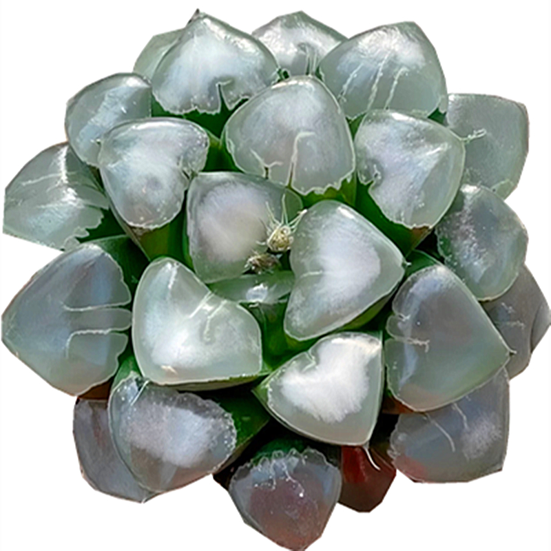姬翠寿 玉露十二卷 多肉植物 肉肉植物 室内阳台绿植花卉 陌上花