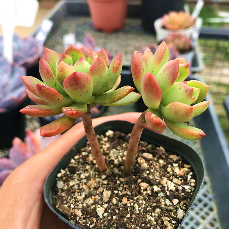 马库斯 多肉植物 肉肉植物 萌肉肉组合盆栽 室内花卉 陌上花