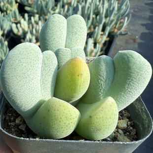 神风玉 多肉植物 肉肉植物 萌肉肉组合盆栽 室内阳台花卉 陌上花