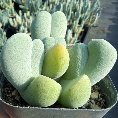 陌上花神风玉多肉植物