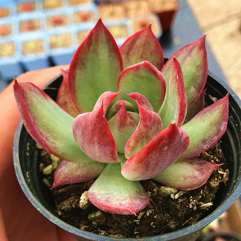 惊鸿仙子 多肉植物 肉肉植物 萌肉肉组合盆栽 室内花卉 陌上花