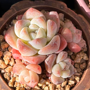 室内花卉 冰玉 萌肉肉组合盆栽 新手多肉 陌上花 多肉植物