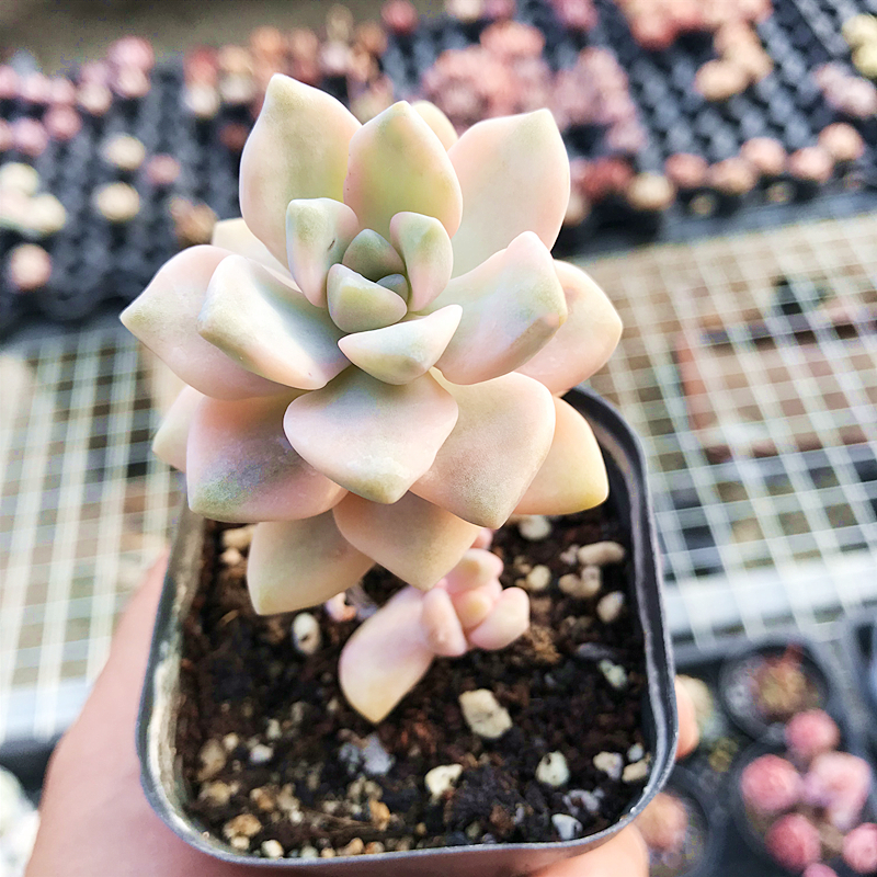 陌上花美杏锦多肉植物