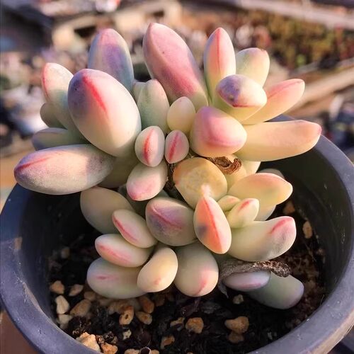 乒乓福娘锦多肉植物老桩陌上花