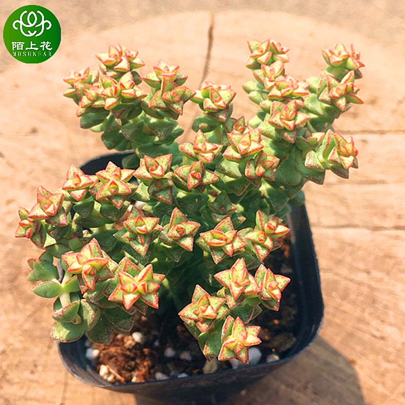 多肉植物陌上花小米星