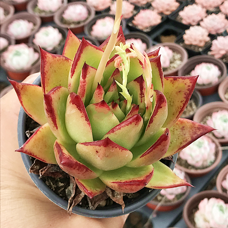 口红冬云 魅惑之宵 多肉植物 肉肉植物 萌肉肉组合盆栽 陌上花