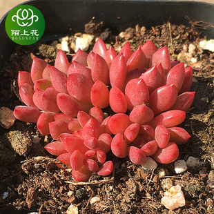 室内花卉 控养红宝石 萌肉肉组合盆栽 肉肉植物 陌上花 多肉植物