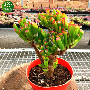 萌肉肉组合盆栽室内花卉 肉肉植物 陌上花 多肉植物 吸财树大老桩