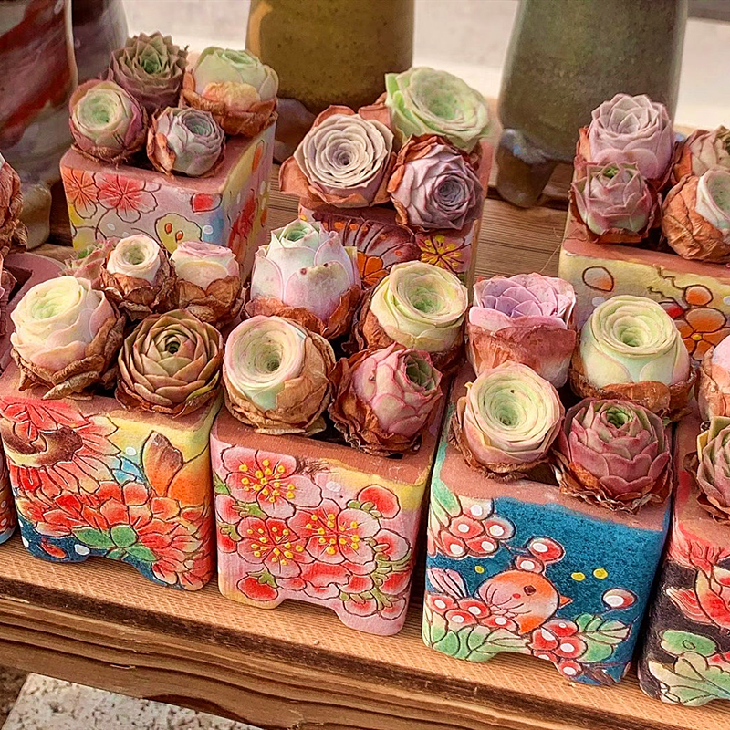 小情书玫瑰 多肉植物 肉肉植物 萌肉肉组合盆栽 室内花卉 陌上花