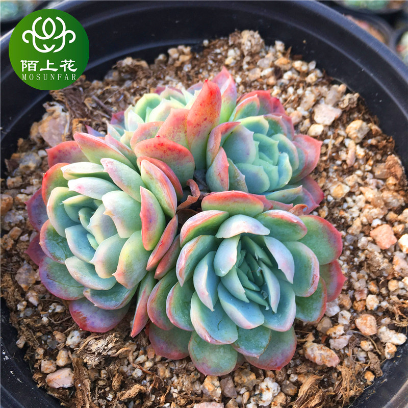 冰梅群生 冰莓 多肉植物 月影系萌肉肉组合盆栽 室内花卉 陌上花