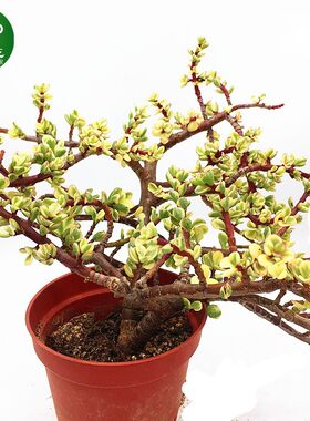 雅乐之舞金枝玉叶多肉植物陌上花