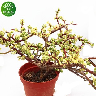 雅乐之舞老桩 多肉植物 金枝玉叶 萌肉肉组合盆栽 室内花卉陌上花