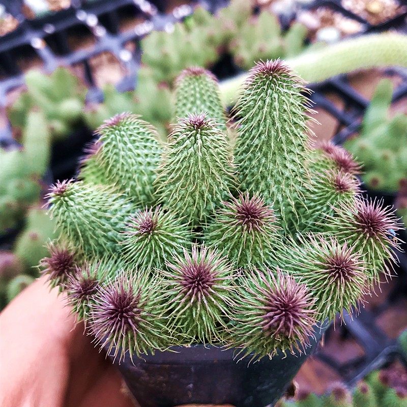 阿修罗 多肉植物 肉肉植物 萌肉肉组合盆栽 室内花卉 陌上花