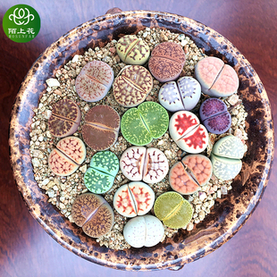 萌肉肉组合盆栽 肉肉植物 室内花卉陌上花 多肉植物 大生石花套餐