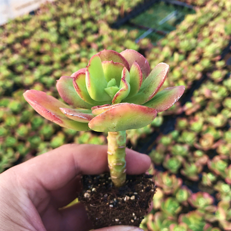 红梅单头老桩 多肉植物 肉肉植物 萌肉肉组合盆栽花卉 陌上花