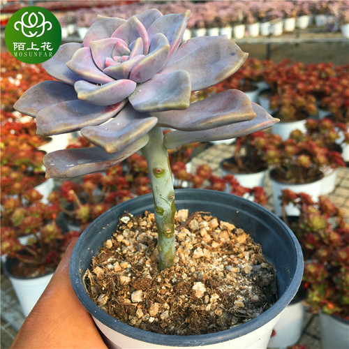 紫乐老桩精品多肉植物陌上花