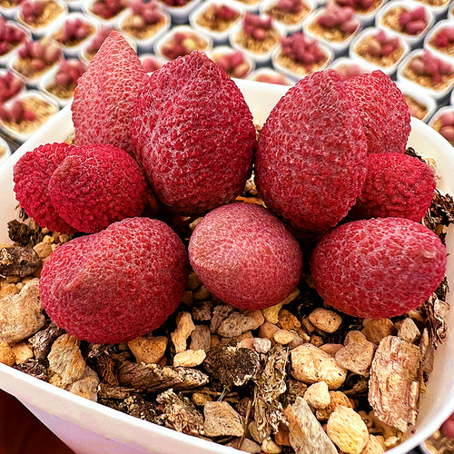 陌上花服部水泡多肉植物