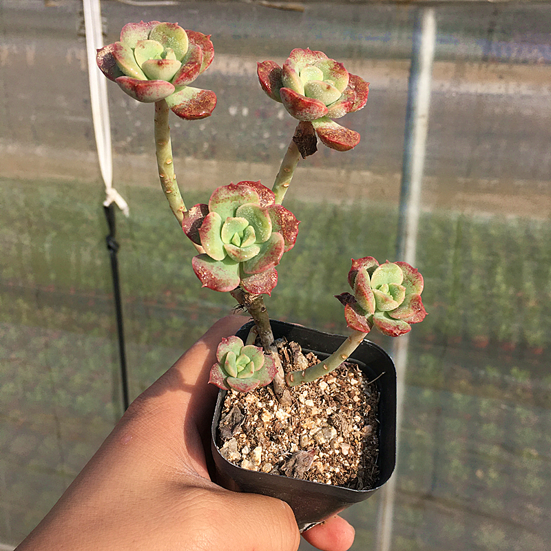 妮可莎娜玫瑰老桩 多肉植物 肉肉植物 萌肉肉组合花卉 陌上花