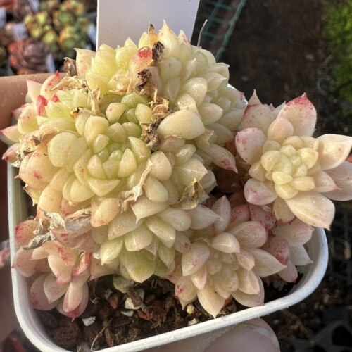 麦秆精养群生  多肉植物 肉肉植物 室内阳台绿植盆栽花卉 陌上花