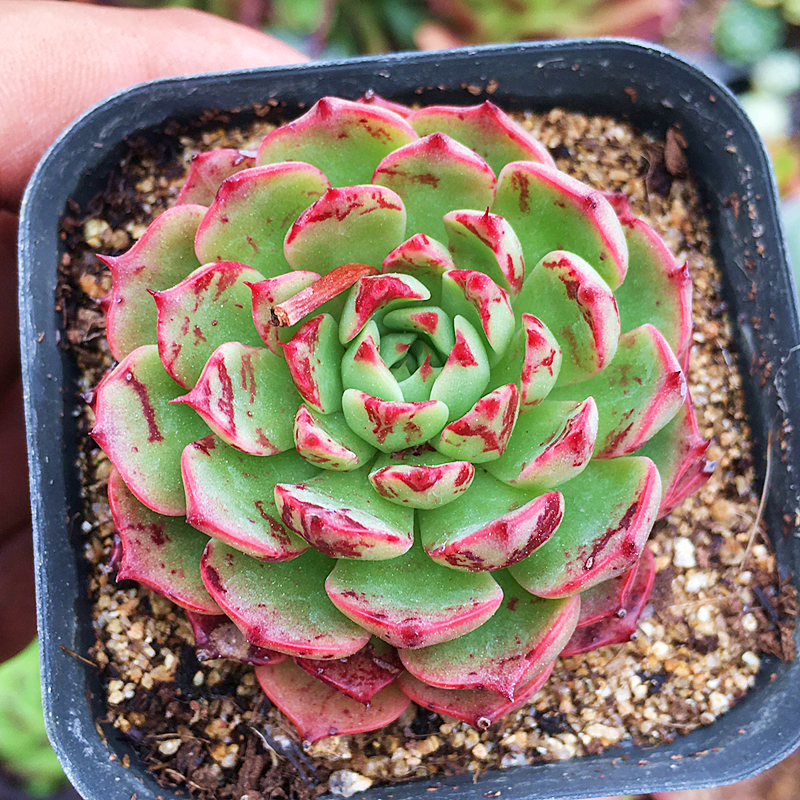 魔焰控养 多肉植物 肉肉植物 萌肉肉组合盆栽 室内花卉 陌上花