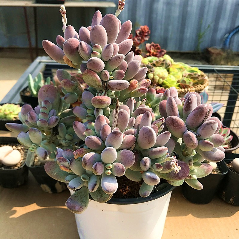 陌上花乒乓福娘老桩多肉植物