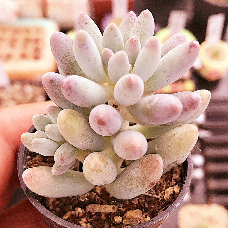 婴儿手指 多肉植物 肉肉植物 萌肉肉组合盆栽 室内花卉 陌上花