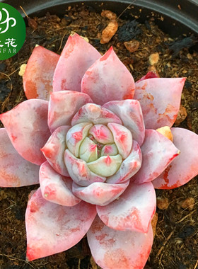 粉蓝鸟精品多肉植物陌上花