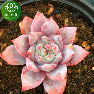 室内花卉 粉蓝鸟 萌肉肉组合盆栽 新手多肉 陌上花 多肉植物